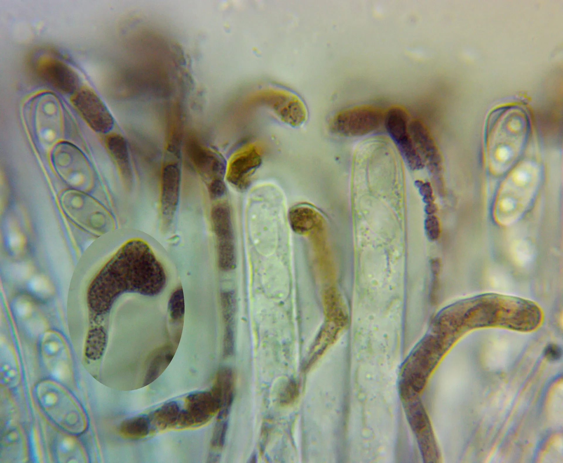 Geoscypha himenio1000